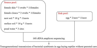 Mixed-Mode Bacterial Transmission via Eggshells in an Oviparous Reptile Without Parental Care